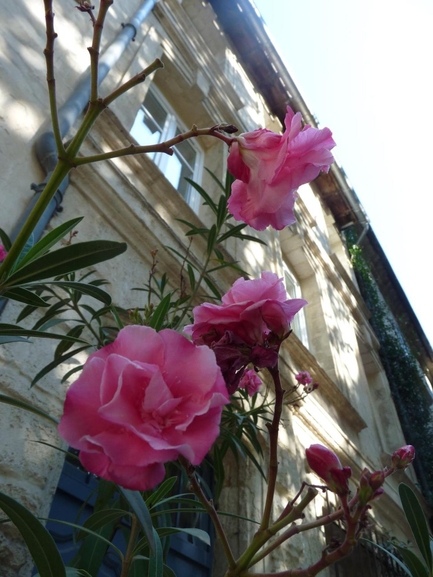 Bed and Breakfast Le Limas Avignone Esterno foto